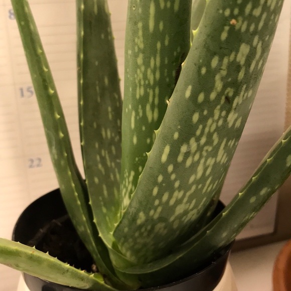 Meet your Posher, Amelia - Picture 1 of 2